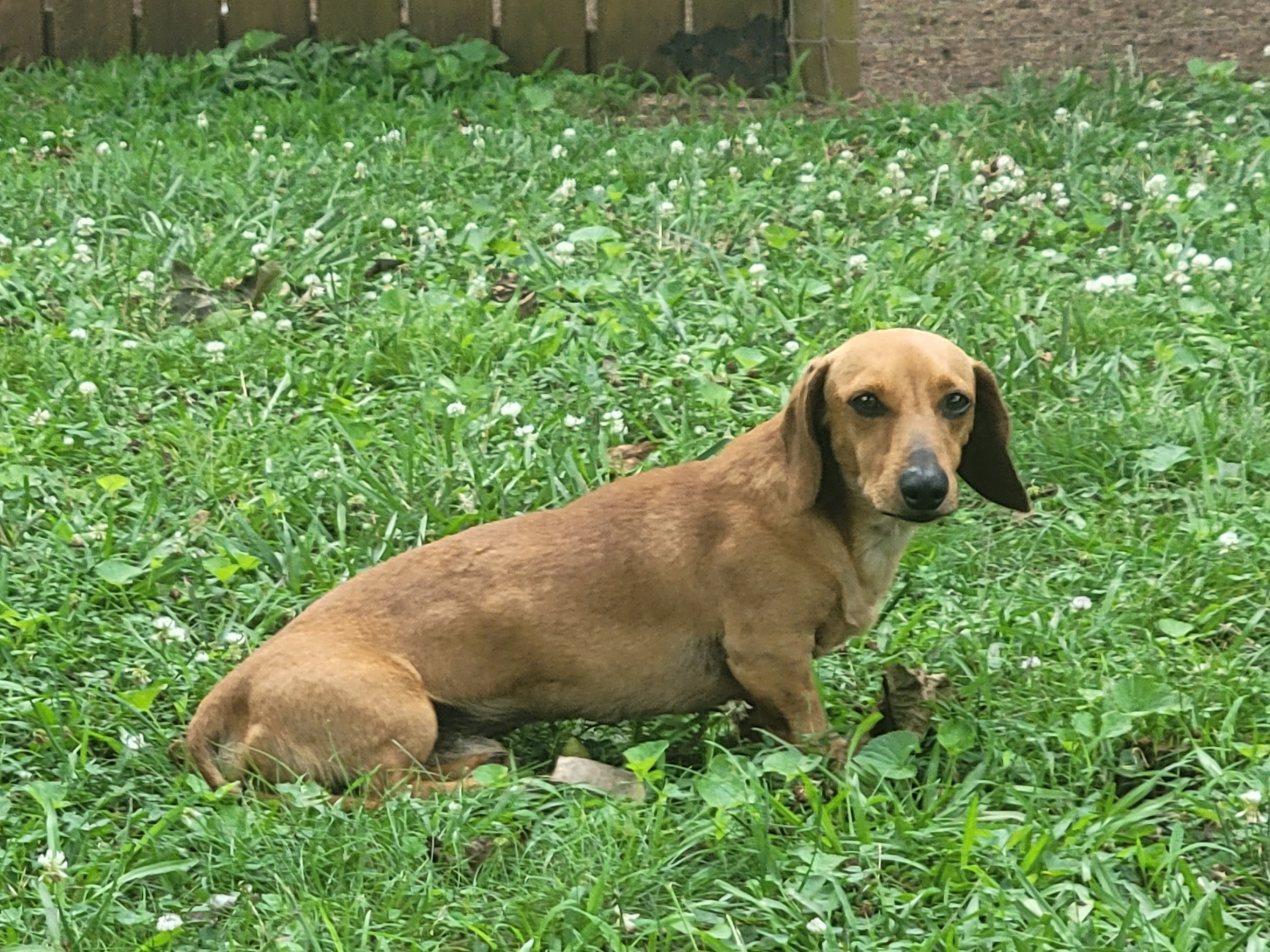 Rhett - Dachshund