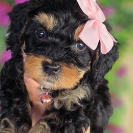 Madonna Pink Collar - Tri-color female Bernedoodle puppy in Vernon, Texas from Sugarland's Texas Goldendoodles