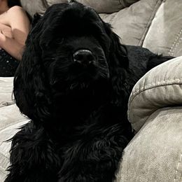 Cody - Cocker Spaniel