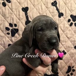 Alice - Great Dane puppy from Pine Creek Great Danes