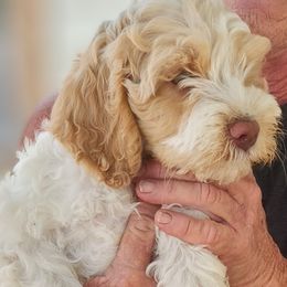 Girl 1 - female Australian Labradoodle puppy in Ocala, Florida from Vinton Valley Australian Labradoodles