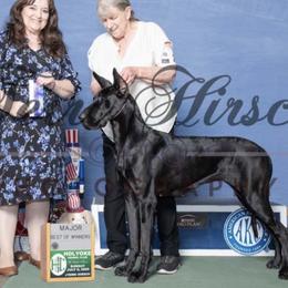 Fire - Great Dane