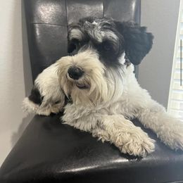 Bria - Miniature Schnauzer
