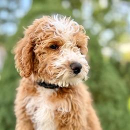 Dopey - Red male Bernedoodle puppy in Highland, Utah from Angel Pups Deluxe