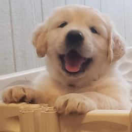 Baloo (from the Jungle Book) - Golden male Golden Retriever puppy in Watkins, Colorado from Rollin' Goldies of Colorado