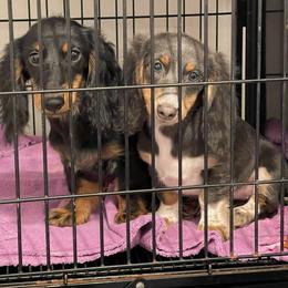 Dachshund Puppies from A&R Dachshund