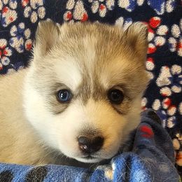 5 (copper) - Gray and white female Siberian Husky puppy in Dane, Wisconsin from Sunny Hurricane Siberians
