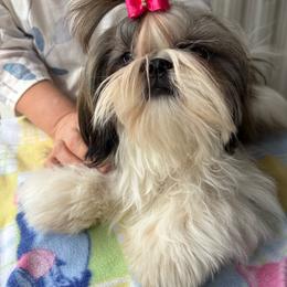 Cassidy - Gold and white female Shih Tzu puppy in Madras, Oregon from Maridee’s ShihTzu