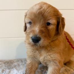 Red Collar Girl - Red  female Goldendoodle puppy in San Augustine, Texas from Vintage Doodles