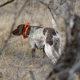 Girl 1 - Liver and white female German Shorthaired Pointer puppy in Albany, Texas from Big Country Kennels