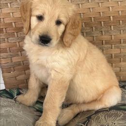 Huckleberry - Cream male Goldendoodle puppy in Winchester, Virginia from Morningstar Goldendoodles
