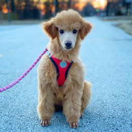 Cavalier King Charles Spaniel and Poodle Puppies from Red Skye Cavaliers