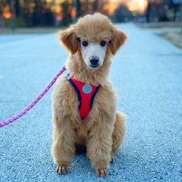 Cavalier King Charles Spaniel and Poodle Puppies from Red Skye Cavaliers