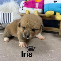 Iris - Sable female Pembroke Welsh Corgi puppy in Apison, Tennessee from Ashmore Corgis