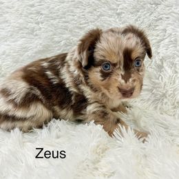 Zeus - Red merle male Miniature Australian Shepherd puppy in Roseville, California from Golden State Mini Aussies
