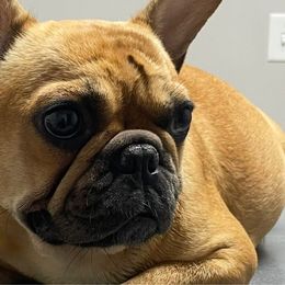 Gris - French Bulldog