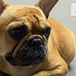 Gris - French Bulldog
