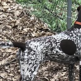 German Shorthaired Pointers from vom Nordland Shorthairs