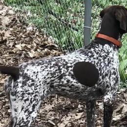 German Shorthaired Pointers from vom Nordland Shorthairs