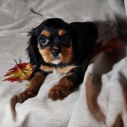 Cavalier King Charles Spaniel Puppies from Willow Creek Cavaliers