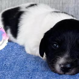 Brindle Pointed Piebald Girl - Brindle female Dachshund puppy in Houston, Texas from L&L 4D Dancer’s Dachshunds