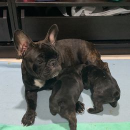 French Bulldog Puppies from Luna and London’s Puppies