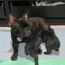 French Bulldog Puppies from Luna and London’s Puppies