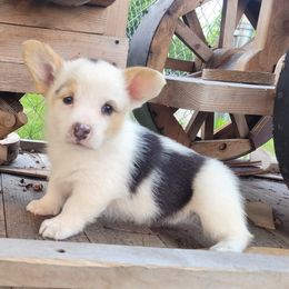 American Corgi and Pembroke Welsh Corgi Puppies from Tambali Corgis