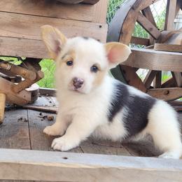 American Corgi and Pembroke Welsh Corgi Puppies from Tambali Corgis