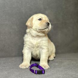 Labrador Retriever Puppies from Flashylabs AKC GRAND CHAMPION SIRED