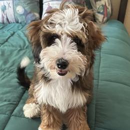 Bernedoodles and Goldendoodles from Peanut Butter Doodles