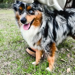 Maverick - Toy Australian Shepherd