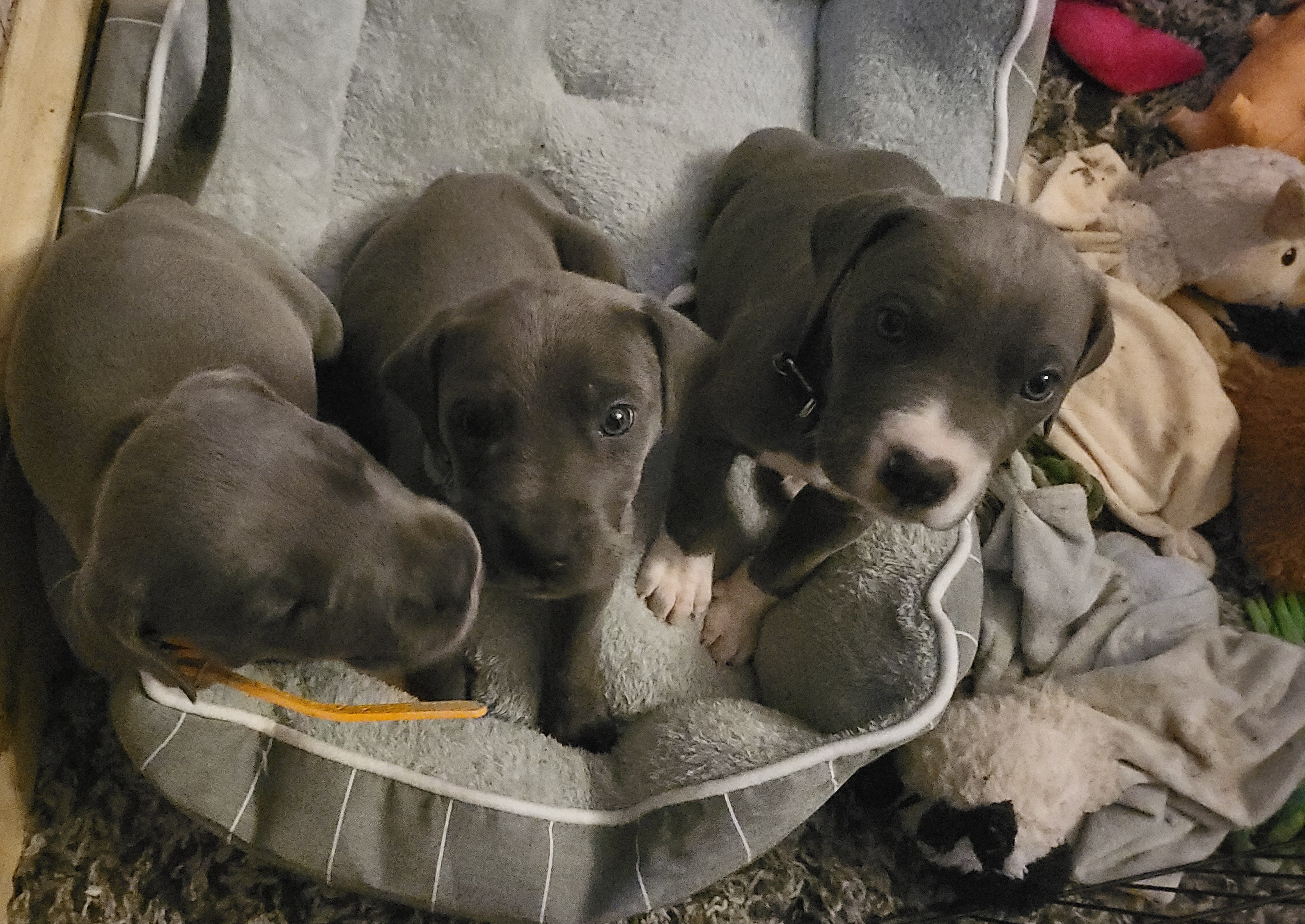 Great Dane Puppies from Grant’s Gorgeous Greats
