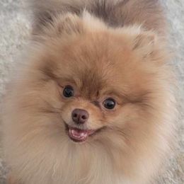 Bruce - Pomeranian puppy in St Louis, Missouri from Miller's Magnificent Poms