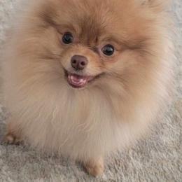 Bruce - Pomeranian puppy in St Louis, Missouri from Miller's Magnificent Poms