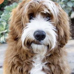 Australian Labradoodles from Hearth and Lily Doodles