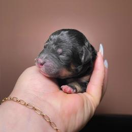 2 - Phantom female Bernedoodle puppy in Port Saint Lucie, Florida from Eastside Paws LLC
