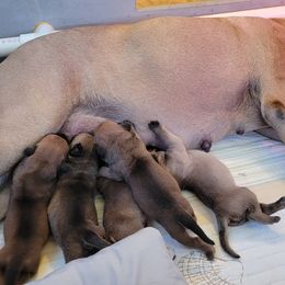Bullmastiff Puppies from Sunny Beach Bullmastiffs