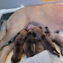 Bullmastiff Puppies from Sunny Beach Bullmastiffs