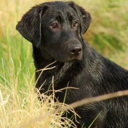 Labrador Retrievers from Rosewood Retrievers Inc