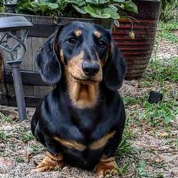 Pinky - Dachshund