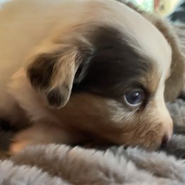 Girl 3 - female Australian Shepherd puppy in Oroville, California from Puppy Love Ranch Mini Aussies