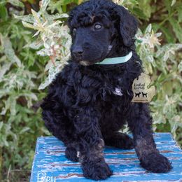 Poodle Puppies from Kindred Kennels