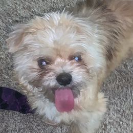 Shih Tzus from Dyminarough Kennel