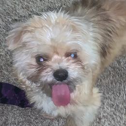 Shih Tzus from Dyminarough Kennel