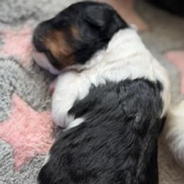 Lavern - Tri-color female Bernedoodle puppy in Daytona Beach, Florida from Lindy’s Doodles