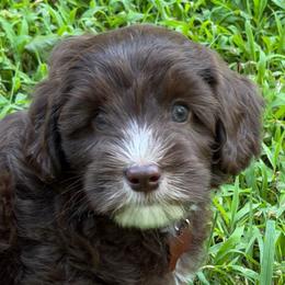 Lula - Chocolate female Australian Labradoodle puppy in Mount Gilead, North Carolina from Tillery Labradoodles