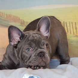 French Bulldog Puppies from BeYardCore Bullies