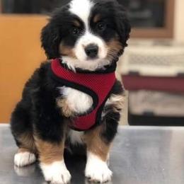Miniature Australian Shepherd and Toy Australian Shepherd Puppies from Crazy 8 Toy/ Mini Aussies