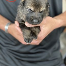 German Shepherd Puppies from Sua Sponte GSDs